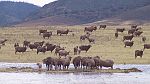 24-Sheep get caught on an island created by flooding